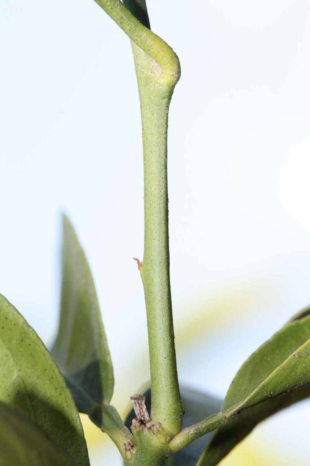              First year twig (Riverside, CA)       